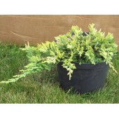 Можжевельник стелющийся